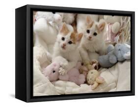 Domestic Cat, Two Turkish Van Kittens with Soft Toys in Crib-Jane Burton-Framed Stretched Canvas