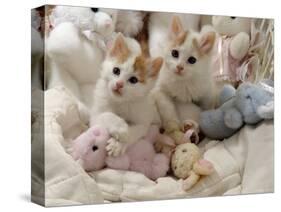 Domestic Cat, Two Turkish Van Kittens with Soft Toys in Crib-Jane Burton-Stretched Canvas