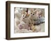 Domestic Cat, Two Turkish Van Kittens with Soft Toys in Crib-Jane Burton-Framed Premium Photographic Print