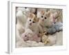 Domestic Cat, Two Turkish Van Kittens with Soft Toys in Crib-Jane Burton-Framed Photographic Print