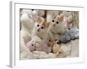 Domestic Cat, Two Turkish Van Kittens with Soft Toys in Crib-Jane Burton-Framed Photographic Print