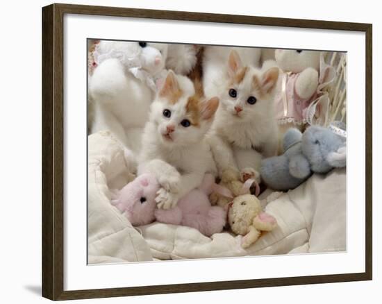 Domestic Cat, Two Turkish Van Kittens with Soft Toys in Crib-Jane Burton-Framed Photographic Print