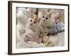 Domestic Cat, Two Turkish Van Kittens with Soft Toys in Crib-Jane Burton-Framed Photographic Print