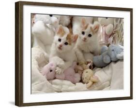 Domestic Cat, Two Turkish Van Kittens with Soft Toys in Crib-Jane Burton-Framed Photographic Print