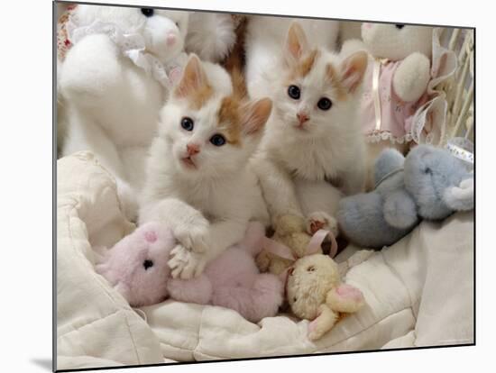 Domestic Cat, Two Turkish Van Kittens with Soft Toys in Crib-Jane Burton-Mounted Photographic Print