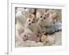 Domestic Cat, Two Turkish Van Kittens with Soft Toys in Crib-Jane Burton-Framed Photographic Print