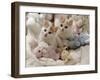 Domestic Cat, Two Turkish Van Kittens with Soft Toys in Crib-Jane Burton-Framed Photographic Print