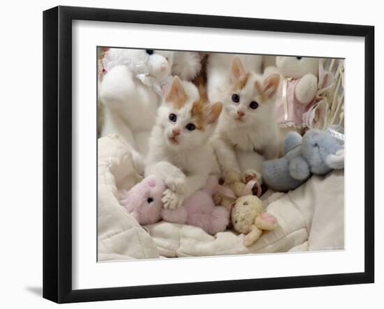 Domestic Cat, Two Turkish Van Kittens with Soft Toys in Crib-Jane Burton-Framed Photographic Print