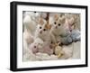 Domestic Cat, Two Turkish Van Kittens with Soft Toys in Crib-Jane Burton-Framed Photographic Print