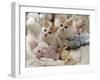 Domestic Cat, Two Turkish Van Kittens with Soft Toys in Crib-Jane Burton-Framed Photographic Print