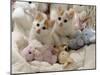 Domestic Cat, Two Turkish Van Kittens with Soft Toys in Crib-Jane Burton-Mounted Photographic Print