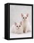 Domestic Cat, Two White Kittens, Persian-Cross Sisters, One Amber and One Odd-Eyed-Jane Burton-Framed Stretched Canvas