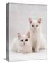 Domestic Cat, Two White Kittens, Persian-Cross Sisters, One Amber and One Odd-Eyed-Jane Burton-Stretched Canvas