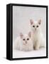 Domestic Cat, Two White Kittens, Persian-Cross Sisters, One Amber and One Odd-Eyed-Jane Burton-Framed Stretched Canvas