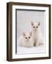 Domestic Cat, Two White Kittens, Persian-Cross Sisters, One Amber and One Odd-Eyed-Jane Burton-Framed Premium Photographic Print