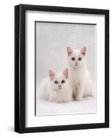 Domestic Cat, Two White Kittens, Persian-Cross Sisters, One Amber and One Odd-Eyed-Jane Burton-Framed Premium Photographic Print