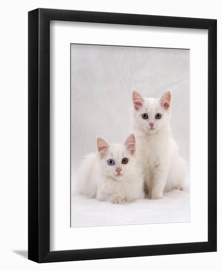 Domestic Cat, Two White Kittens, Persian-Cross Sisters, One Amber and One Odd-Eyed-Jane Burton-Framed Premium Photographic Print