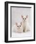 Domestic Cat, Two White Kittens, Persian-Cross Sisters, One Amber and One Odd-Eyed-Jane Burton-Framed Premium Photographic Print