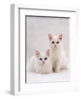 Domestic Cat, Two White Kittens, Persian-Cross Sisters, One Amber and One Odd-Eyed-Jane Burton-Framed Premium Photographic Print