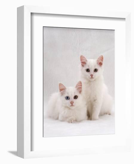 Domestic Cat, Two White Kittens, Persian-Cross Sisters, One Amber and One Odd-Eyed-Jane Burton-Framed Premium Photographic Print