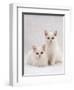 Domestic Cat, Two White Kittens, Persian-Cross Sisters, One Amber and One Odd-Eyed-Jane Burton-Framed Premium Photographic Print