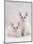 Domestic Cat, Two White Kittens, Persian-Cross Sisters, One Amber and One Odd-Eyed-Jane Burton-Mounted Premium Photographic Print