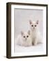 Domestic Cat, Two White Kittens, Persian-Cross Sisters, One Amber and One Odd-Eyed-Jane Burton-Framed Photographic Print