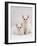 Domestic Cat, Two White Kittens, Persian-Cross Sisters, One Amber and One Odd-Eyed-Jane Burton-Framed Photographic Print
