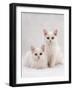 Domestic Cat, Two White Kittens, Persian-Cross Sisters, One Amber and One Odd-Eyed-Jane Burton-Framed Photographic Print