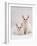 Domestic Cat, Two White Kittens, Persian-Cross Sisters, One Amber and One Odd-Eyed-Jane Burton-Framed Photographic Print