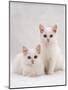 Domestic Cat, Two White Kittens, Persian-Cross Sisters, One Amber and One Odd-Eyed-Jane Burton-Mounted Photographic Print