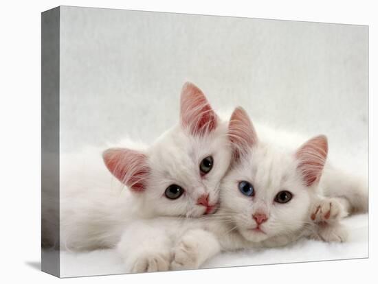 Domestic Cat, Two White Persian-Cross Kittens, One Odd-Eyed-Jane Burton-Stretched Canvas