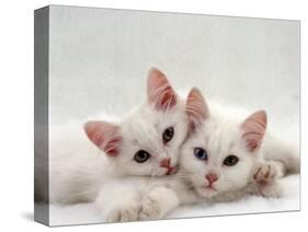 Domestic Cat, Two White Persian-Cross Kittens, One Odd-Eyed-Jane Burton-Stretched Canvas