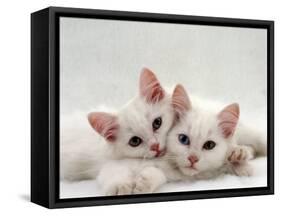 Domestic Cat, Two White Persian-Cross Kittens, One Odd-Eyed-Jane Burton-Framed Stretched Canvas