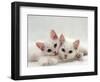 Domestic Cat, Two White Persian-Cross Kittens, One Odd-Eyed-Jane Burton-Framed Premium Photographic Print