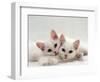 Domestic Cat, Two White Persian-Cross Kittens, One Odd-Eyed-Jane Burton-Framed Premium Photographic Print