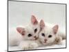 Domestic Cat, Two White Persian-Cross Kittens, One Odd-Eyed-Jane Burton-Mounted Premium Photographic Print