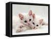 Domestic Cat, Two White Persian-Cross Kittens, One Odd-Eyed-Jane Burton-Framed Stretched Canvas