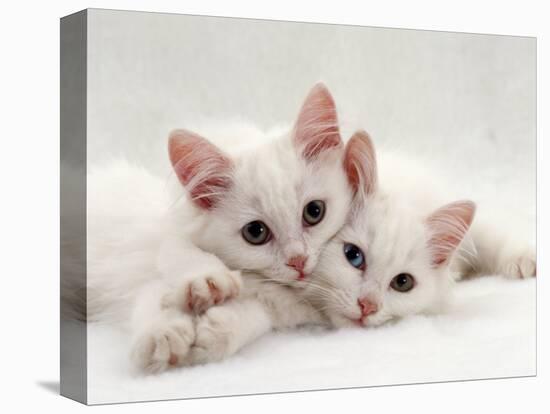 Domestic Cat, Two White Persian-Cross Kittens, One Odd-Eyed-Jane Burton-Stretched Canvas