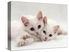 Domestic Cat, Two White Persian-Cross Kittens, One Odd-Eyed-Jane Burton-Stretched Canvas