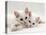 Domestic Cat, Two White Persian-Cross Kittens, One Odd-Eyed-Jane Burton-Stretched Canvas