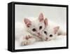 Domestic Cat, Two White Persian-Cross Kittens, One Odd-Eyed-Jane Burton-Framed Stretched Canvas