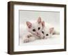 Domestic Cat, Two White Persian-Cross Kittens, One Odd-Eyed-Jane Burton-Framed Premium Photographic Print