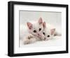 Domestic Cat, Two White Persian-Cross Kittens, One Odd-Eyed-Jane Burton-Framed Premium Photographic Print