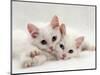 Domestic Cat, Two White Persian-Cross Kittens, One Odd-Eyed-Jane Burton-Mounted Premium Photographic Print