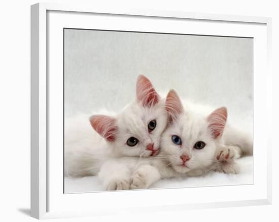 Domestic Cat, Two White Persian-Cross Kittens, One Odd-Eyed-Jane Burton-Framed Photographic Print