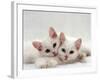 Domestic Cat, Two White Persian-Cross Kittens, One Odd-Eyed-Jane Burton-Framed Photographic Print