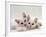 Domestic Cat, Two White Persian-Cross Kittens, One Odd-Eyed-Jane Burton-Framed Photographic Print