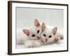 Domestic Cat, Two White Persian-Cross Kittens, One Odd-Eyed-Jane Burton-Framed Photographic Print