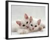 Domestic Cat, Two White Persian-Cross Kittens, One Odd-Eyed-Jane Burton-Framed Photographic Print